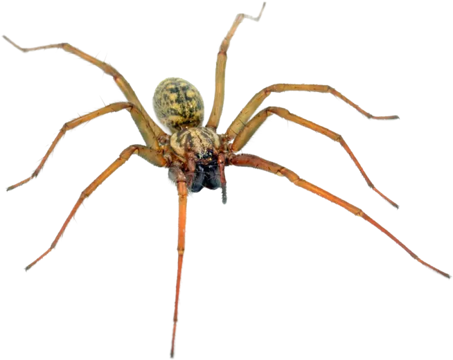 Araña