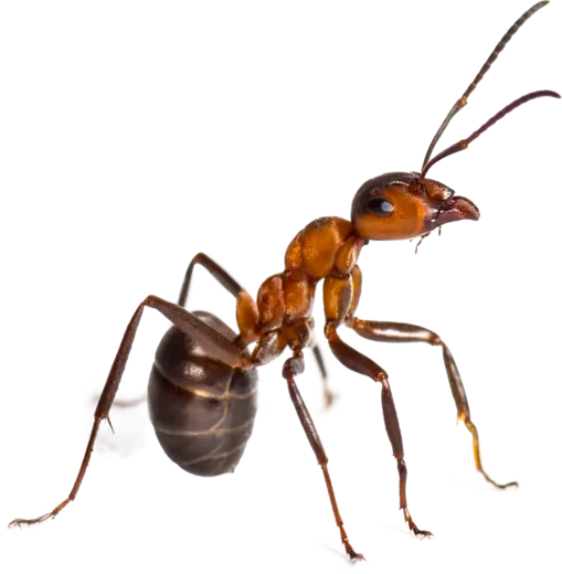 Hormiga, una de las plagas que controlamos
