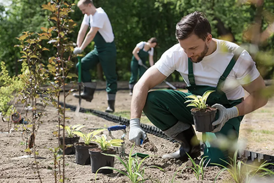 Equipo trabajando en el diseño y plantado de un jardín
