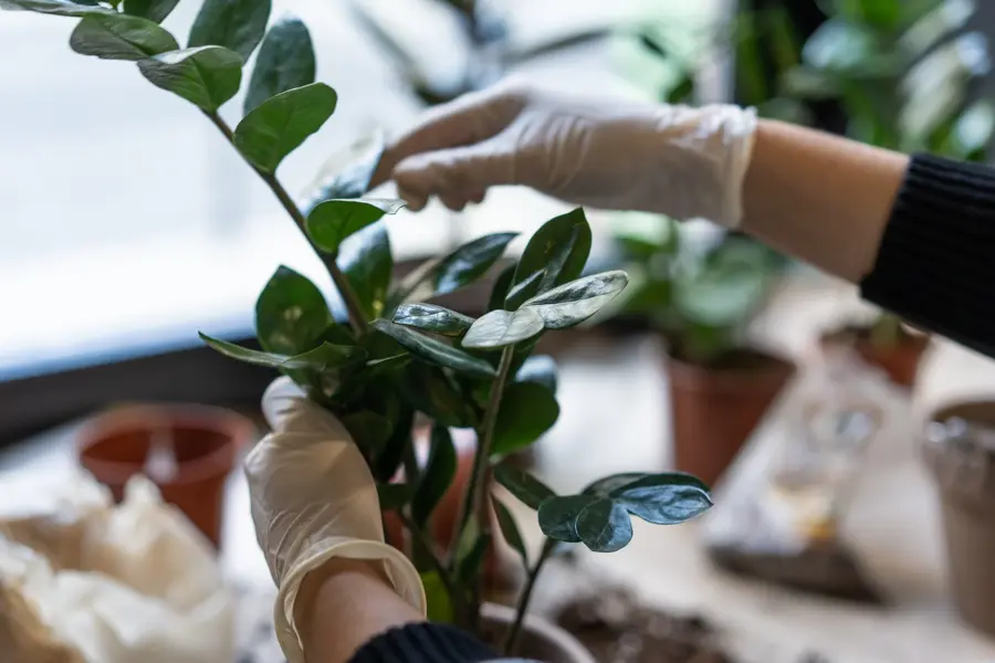 Cuidado de plantas en macetones