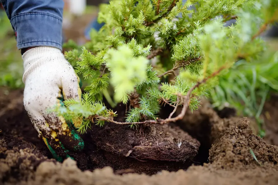 Manos plantando un arbusto en la tierra